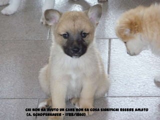 Chi non ha avuto un cane non sa cosa significhi essere amato (A. SCHOPENHAUER - 1788/1860)