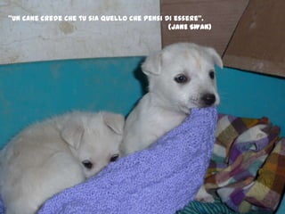 "Un cane crede che tu sia quello che pensi di essere". (JANE SWAN) 