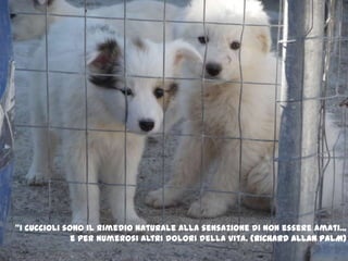 "I cuccioli sono il rimedio naturale alla sensazione di non essere amati... e per numerosi altri dolori della vita. (RICHARD ALLAN PALM) 