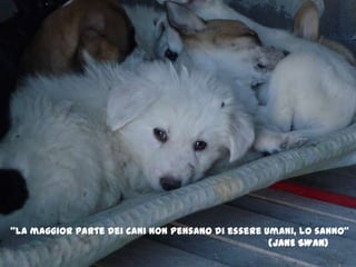 "La maggior parte dei cani non pensano di essere umani, lo sanno" 						   (JANE SWAN) 
