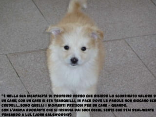 "È nella sua incapacità di proferir verbo che risiede lo sconfinato valore di un cane; con un cane si sta tranquilli, in pace dove le parole non giocano scherzi crudeli…Sono quelli i momenti preziosi per un cane - quando, con l'anima adorante che si irradia dai suoi occhi, sente che stai realmente pensando a lui. (JOHN GALSWORTHY)