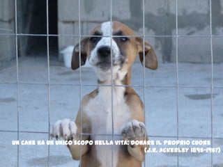 Un cane ha un unico scopo nella vita: donare il proprio cuore(J.R.Ackerley 1896-1967)