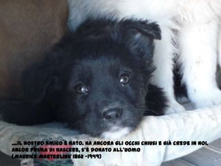 ....il nostro amico è nato. Ha ancora gli occhi chiusi e già crede in noi. Ancor prima di nascere, s’è donato all’uomo  (Maurice Maeterlink 1862 -1949)