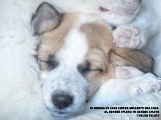 Di norma un cane chiede soltanto una cosa Al genere umano: di essere amato(Helen Exley)