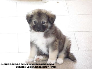 Il cane è quello che c’è di meglio nell’uomo.Geroges-LouisLeclerc (1707 – 1788)