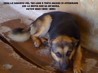 Fissa lo sguardo del tuo cane e tenta ancora di affermareChe la bestia non ha un’anima.Victor Hugo (1802 -1885)