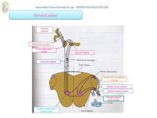 Nervio Coclear
Ganglio espiral
de la cóclea
Núcleo coclear anterior
Núcleo coclear posterior
Pedúnculo cerebeloso
inferior
Cuerpo trapezoide y
núcleo olivar
Lemnisco lateral
Cuerpo geniculado
medial
Colículo inferior
Corteza
auditiva
Radiación acústica
 