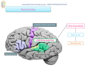 Nervio Coclear
CORTEZA AUDITIVA
Fibras descendentes
Órgano de Corti
Retroalimentación
 