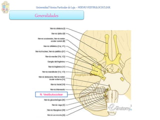 Generalidades
N. Vestibulococlear
 