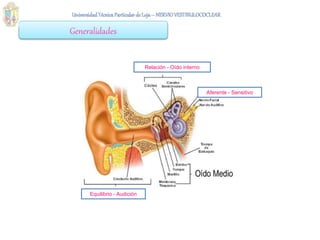 Generalidades
Equilibrio - Audición
Aferente - Sensitivo
Relación - Oído interno
 