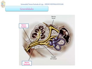 Generalidades
Nervio
Coclear
Nervio
Vestibular
 