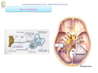 Nervio Vestibular
VII
N. Vestibular
 