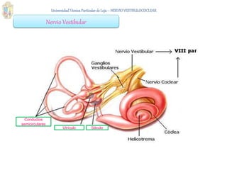 Nervio Vestibular
Conductos
semicirculares
Utrículo Sáculo
 