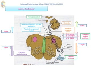 Nervio Vestibular
Ganglio
vestibular
N. V. Lateral
N. V. Superior
N. V. Medial
N. V. Inferior
Complejo
nuclear
vestibular
Cortas
Corteza cerebral
Largas
Cerebelo
Pedúnculo
cerebeloso
inferior
Otras
Fascículo
vestibuloespinal
Otras
Núcleos (oculomotor, troclear,
abducens)
Fascículo longitudinal
medial
 