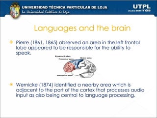   Languages and the brain Pierre (1861, 1865) observed an area in the left frontal lobe appeared to be responsible for the ability to speak. Wernicke (1874) identified a nearby area which is adjacent to the part of the cortex that processes audio input as also being central to language processing.  
