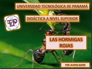 Universidad tecnológica de Panamá Didáctica A NIVEL SUPERIOR LAS HORMIGAS ROJAS POR: ALAYNA QUINN 