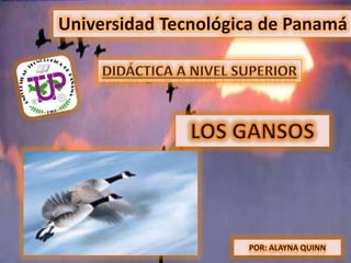 Universidad Tecnológica de Panamá Didáctica A NIVEL SUPERIOR LOS GANSOS POR: ALAYNA QUINN 