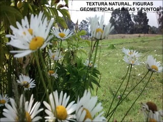 ELEMENTOS
GRAFICOS
PUNTO
LINEA
Punto
Geométrico
Punto
abstracto
Punto de
fuga
Punto
invisible
Punto central
geométrica
poligonal
Quebradas
angulares
curvas
vertical horizontal diagonal
45” 90” 115”
lineales geométricas
Sin volumen, ni
área
Serie de
puntos
Dirección en el
espacio
Cuerpo físico visible,
sin condiciones de luz
En el centro
del plano
TEXTURA NATURAL, FIGURAS
GEOMETRICAS – LINEAS Y PUNTOS
 