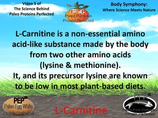 Video 5 of 
The Science Behind 
Paleo Proteins Perfected 
Body Symphony: 
Where Science Meets Nature 
L-Carnitine is a non-essential amino 
acid-like substance made by the body 
from two other amino acids 
(lysine & methionine). 
It, and its precursor lysine are known 
to be low in most plant-based diets. 
L-Carnitine 
 