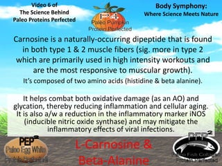 Video 6 of 
The Science Behind 
Paleo Proteins Perfected 
Body Symphony: 
Where Science Meets Nature 
Carnosine is a naturally-occurring dipeptide that is found 
in both type 1 & 2 muscle fibers (sig. more in type 2 
which are primarily used in high intensity workouts and 
are the most responsive to muscular growth). 
It’s composed of two amino acids (histidine & beta alanine). 
It helps combat both oxidative damage (as an AO) and 
glycation, thereby reducing inflammation and cellular aging. 
It is also a/w a reduction in the inflammatory marker iNOS 
(inducible nitric oxide synthase) and may mitigate the 
inflammatory effects of viral infections. 
L-Carnosine & 
Beta-Alanine 
 