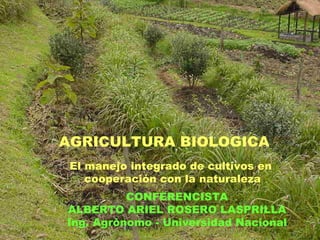 AGRICULTURA BIOLOGICA El manejo integrado de cultivos en cooperación con la naturaleza CONFERENCISTA ALBERTO ARIEL ROSERO LASPRILLA Ing. Agrónomo - Universidad Nacional 