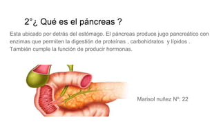2°¿ Qué es el páncreas ?
Esta ubicado por detrás del estómago. El páncreas produce jugo pancreático con
enzimas que permiten la digestión de proteínas , carbohidratos y lípidos .
También cumple la función de producir hormonas.
Marisol nuñez Nº: 22
 