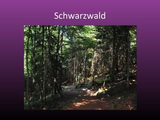 Schwarzwald