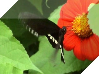 Video de mariposa en cubo