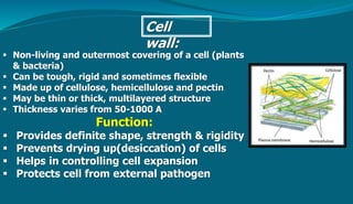 ppt from cell to organisms | PPTX