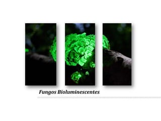 Fungos Bioluminescentes
 