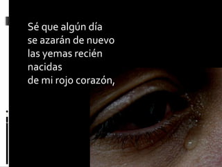 Sé que algún díase azarán de nuevolas yemas recién nacidasde mi rojo corazón,