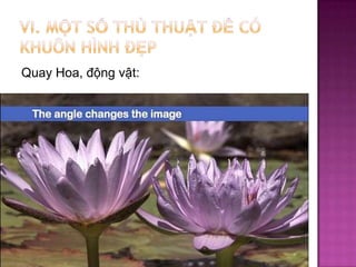 Quay Hoa, động vật:

 