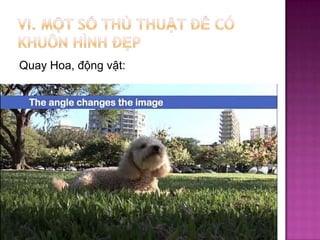 Quay Hoa, động vật:

 