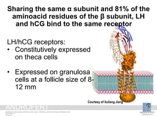 Courtesy of Xuliang Jiang
Sharing the same α subunit and 81% of the
aminoacid residues of the β subunit, LH
and hCG bind to the same receptor
LH/hCG receptors:
• Constitutively expressed
on theca cells
• Expressed on granulosa
cells at a follicle size of 8-
12 mm
ANDROFERT
androfert.com.br
ANDROLOGY AND HUMAN REPRODUCTION CLINIC - REFERRAL CENTER FOR MALE REPRODUCTION
S ESTEVES, 41
2014 June
ANDROFERT
 