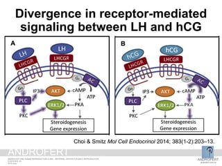 ANDROFERT
androfert.com.br
ANDROLOGY AND HUMAN REPRODUCTION CLINIC - REFERRAL CENTER FOR MALE REPRODUCTION
S ESTEVES, 42
2014 June
ANDROFERT
Divergence in receptor-mediated
signaling between LH and hCG
Choi & Smitz Mol Cell Endocrinol 2014; 383(1-2):203–13.
 