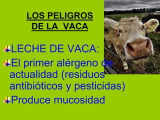 LOS PELIGROS
    DE LA VACA

LECHE DE VACA:
El primer alérgeno de
actualidad (residuos
antibióticos y pesticidas)
Produce mucosidad
 