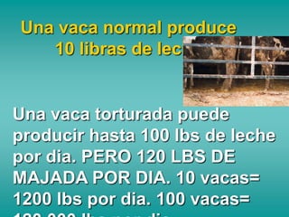 Una vaca normal produce
   10 libras de leche


Una vaca torturada puede
producir hasta 100 lbs de leche
por dia. PERO 120 LBS DE
MAJADA POR DIA. 10 vacas=
1200 lbs por dia. 100 vacas=
 