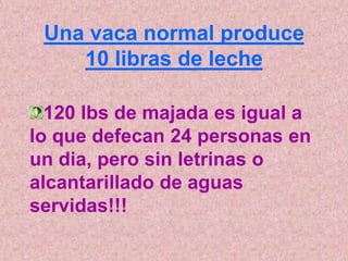 Una vaca normal produce
    10 libras de leche

  120 lbs de majada es igual a
lo que defecan 24 personas en
un dia, pero sin letrinas o
alcantarillado de aguas
servidas!!!
 