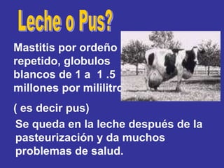 Mastitis por ordeño
repetido, globulos
blancos de 1 a 1 .5
millones por mililitro
( es decir pus)
 Se queda en la leche después de la
 pasteurización y da muchos
 problemas de salud.
 