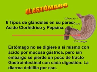 6 Tipos de glándulas en su pared-
Acido Clorhídrico y Pepsina.



 Estómago no se digiere a si mismo con
 ácido por mucosa gástrica, pero sin
 embargo se pierde un poco de tracto
 Gastrointestinal con cada digestión. La
 diarrea debilita por eso.
 
