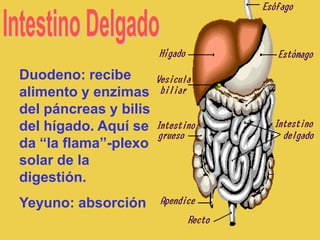 Duodeno: recibe
alimento y enzimas
del páncreas y bilis
del hígado. Aquí se
da “la flama”-plexo
solar de la
digestión.
Yeyuno: absorción
 