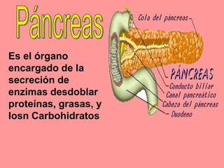 Es el órgano
encargado de la
secreción de
enzimas desdoblar
proteínas, grasas, y
losn Carbohidratos
 
