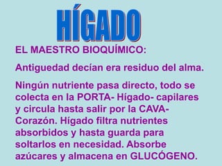 EL MAESTRO BIOQUÍMICO:
Antiguedad decían era residuo del alma.
Ningún nutriente pasa directo, todo se
colecta en la PORTA- Hígado- capilares
y circula hasta salir por la CAVA-
Corazón. Hígado filtra nutrientes
absorbidos y hasta guarda para
soltarlos en necesidad. Absorbe
azúcares y almacena en GLUCÓGENO.
 