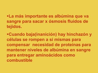 La más importante es albúmina que va
sangre para sacar x ósmosis fluidos de
tejidos.
Cuando baja(inanición) hay hinchazón y
células se rompen a si mismas para
compensar necesidad de proteínas para
mantener niveles de albúmina en sangre
para entregar aminoácidos como
combustible
 