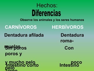 Hechos:

      Observe los animales y los seres humanos

CARNÍVOROS               HERBÍVOROS
Dentadura afilada              Dentadura
                               roma-
muelas
Sin poros                        Con
poros y
y mucho pelo                       poco
Intestino corto               Intestino
pelo
 