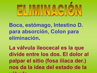 Boca, estómago, Intestino D.
para absorción, Colon para
eliminación.
La válvula ileocecal es la que
divide entre los dos. El dolor al
palpar el sitio (fosa ilíaca der.)
nos da la idea del estado de la
 