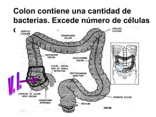 Colon contiene una cantidad de
bacterias. Excede número de células
del cuerpo.
 
