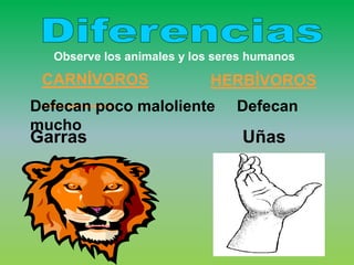 Observe los animales y los seres humanos

 CARNÍVOROS                 HERBÍVOROS
Defecan poco maloliente         Defecan
mucho
Garras                           Uñas
 