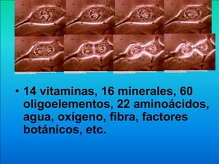 From World Book © 2001 World Book, Inc., 233 N. Michigan Avenue, Suite 2000, Chicago, IL 60601.
                                                                                                      From World Book © 2001 World Book, Inc., 233 N. Michigan Avenue, Suite 2000, Chicago, IL 60601.       From World Book © 2001 World Book, Inc., 233 N. Michigan Avenue, Suite 2000, Chicago, IL 60601.   All rights reserved. World Book video by Image Bank
From World Book © 2001 World Book, Inc., 233 N. Michigan Avenue, Suite 2000, Chicago, IL 60601.       All rights reserved. World Book video by Image Bank                                                   All rights reserved. World Book video by Image Bank
All rights reserved. World Book video by Image Bank




                                                                                                                                                                                                                                                                                                              From World Book © 2001 World Book, Inc., 233 N. Michigan Avenue, Suite 2000, Chicago, IL 60601.
From World Book © 2001 World Book, Inc., 233 N. Michigan Avenue, Suite 2000, Chicago, IL 60601.   From World Book © 2001 World Book, Inc., 233 N. Michigan Avenue, Suite 2000, Chicago, IL 60601.       From World Book © 2001 World Book, Inc., 233 N. Michigan Avenue, Suite 2000, Chicago, IL 60601.       All rights reserved. World Book video by Image Bank
All rights reserved. World Book video by Image Bank                                               All rights reserved. World Book video by Image Bank                                                   All rights reserved. World Book video by Image Bank




• 14 vitaminas, 16 minerales, 60
  oligoelementos, 22 aminoácidos,
  agua, oxígeno, fibra, factores
  botánicos, etc.
 