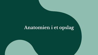 Anatomien i et opslag
 